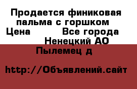 Продается финиковая пальма с горшком › Цена ­ 600 - Все города  »    . Ненецкий АО,Пылемец д.